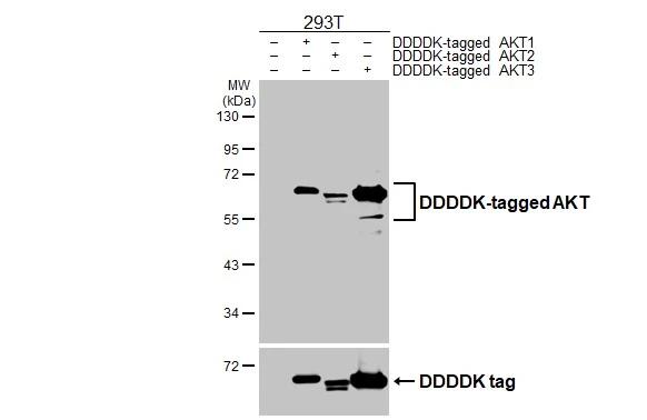 Non-transfected (�) and transfected (+) 293T whole cell extracts were separated by 10% SDS-PAGE, and the membrane was blotted with AKT antibody [HL2915] (NBP3-48751) diluted at 1:5000. The HRP-conjugated anti-rabbit IgG antibody was used to detect the primary antibody. 