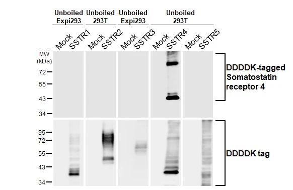 <b>Orthogonal Strategies Validation. </b>Unboiled Non-transfected (-) and transfected (+) 293T and Expi293 whole cell extracts (30 ug) were separated by 10% SDS-PAGE, and the membrane was blotted with Somatostatin R4/SSTR4 antibody [HL2933] (NBP3-48752) diluted at 1:5000. The HRP-conjugated anti-rabbit IgG antibody was used to detect the primary antibody. 