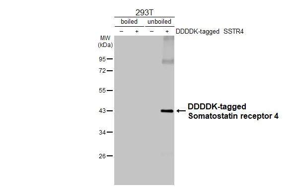 <b>Orthogonal Strategies Validation. </b>Non-transfected (-) and transfected (+) boiled and unboiled 293T whole cell extracts (30 ug) were separated by 10% SDS-PAGE, and the membrane was blotted with Somatostatin R4/SSTR4 antibody [HL2933] (NBP3-48752) diluted at 1:30000. The HRP-conjugated anti-rabbit IgG antibody was used to detect the primary antibody. 