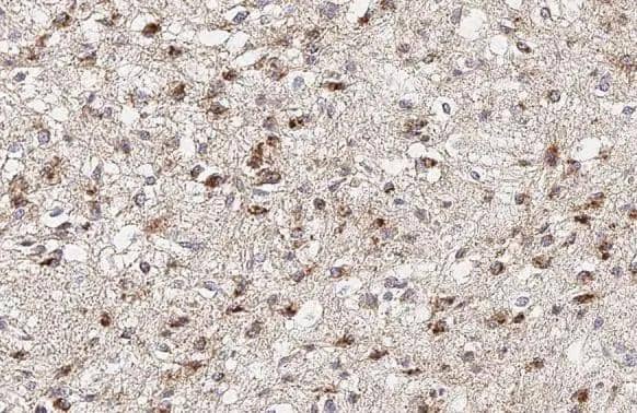 Immunohistochemistry-Paraffin ATP5J Antibody (HL2934)