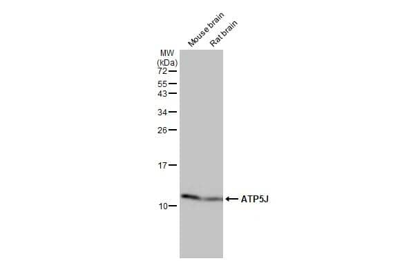 Western Blot ATP5J Antibody (HL2934)