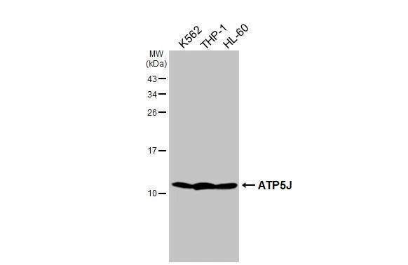 Various whole cell extracts (30 ug) were separated by 15% SDS-PAGE, and the membrane was blotted with ATP5J antibody [HL2934] (NBP3-48753) diluted at 1:1000. The HRP-conjugated anti-rabbit IgG antibody was used to detect the primary antibody. 