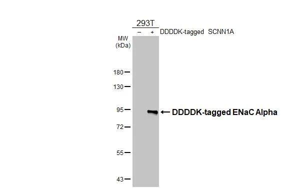 <b>Orthogonal Strategies Validation. </b>Non-transfected (-) and transfected (+) 293T whole cell extracts (30 ug) were separated by 7.5% SDS-PAGE, and the membrane was blotted with epithelial Sodium Channel alpha antibody [HL2967] (NBP3-48756) diluted at 1:5000. The HRP-conjugated anti-rabbit IgG antibody was used to detect the primary antibody. 
