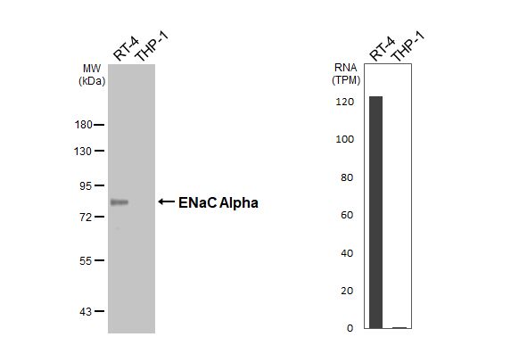 Various whole cell extracts (30 ug) were separated by 7.5% SDS-PAGE, and the membrane was blotted with epithelial Sodium Channel alpha antibody [HL2967] (NBP3-48756) diluted at 1:500. The HRP-conjugated anti-rabbit IgG antibody was used to detect the primary antibody, and the signal was developed with Trident femto Western HRP Substrate. Corresponding RNA expression data for the same cell lines are based on Human Protein Atlas program. 