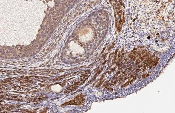 RGS2 antibody [HL2987] detects RGS2 protein by immunohistochemical analysis.Sample: Paraffin-embedded rat ovary.RGS2 stained by RGS2 antibody [HL2987] (NBP3-48757) diluted at 1:100.Antigen Retrieval: Citrate buffer, pH 6.0, 15 min 
