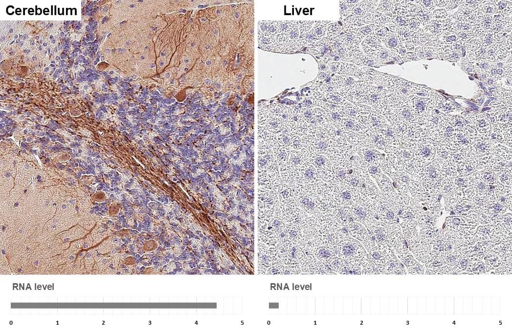 RGS2 antibody [HL2988] detects RGS2 protein by immunohistochemical analysis.Sample: Paraffin-embedded mouse tissues.RGS2 stained by RGS2 antibody [HL2988] (NBP3-48758) diluted at 1:200.Antigen Retrieval: Tris-EDTA buffer, pH 9.0, 15 min 
