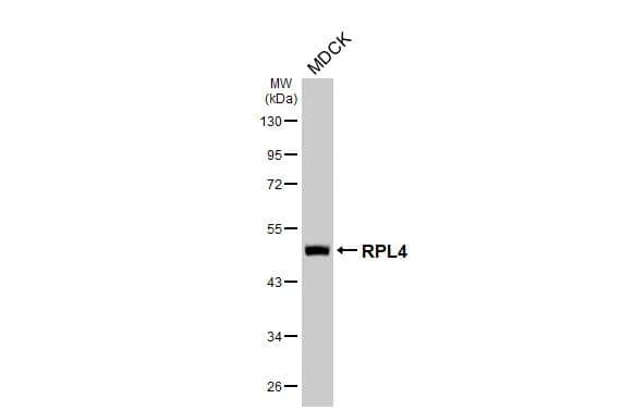 Western Blot RPL4 Antibody (HL3006)