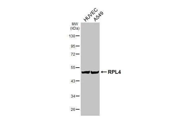 Western Blot RPL4 Antibody (HL3006)