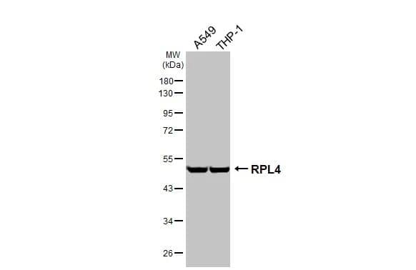 Western Blot RPL4 Antibody (HL3006)