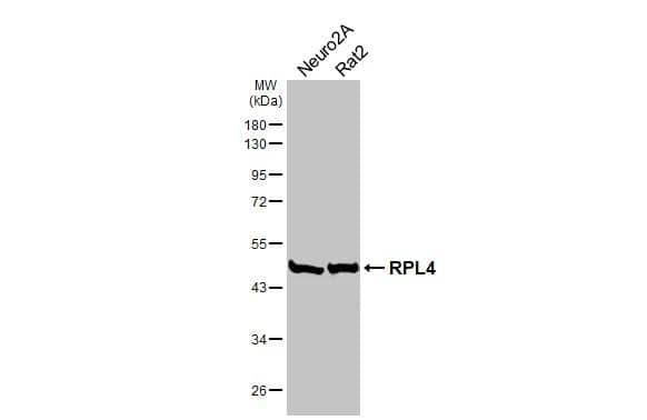 Western Blot RPL4 Antibody (HL3006)