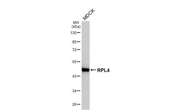 Whole cell extract (30 ug) was separated by 10% SDS-PAGE, and the membrane was blotted with RPL4 antibody [HL3008] (NBP3-48760) diluted at 1:1000. The HRP-conjugated anti-rabbit IgG antibody was used to detect the primary antibody. 