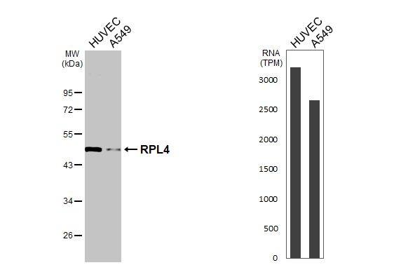 <b>Orthogonal Strategies Validation. </b>Various whole cell extracts (30 ug) were separated by 10% SDS-PAGE, and the membrane was blotted with RPL4 antibody [HL3008] (NBP3-48760) diluted at 1:1000. The HRP-conjugated anti-rabbit IgG antibody was used to detect the primary antibody. Corresponding RNA expression data for the same cell lines are based on Human Protein Atlas program. 