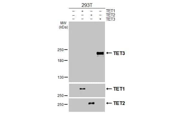 Non-transfected (-) and transfected (+) 293T whole cell extracts (30 ug) were separated by 5% SDS-PAGE, and the membrane was blotted with TET3 antibody [HL3009] (NBP3-48761) diluted at 1:5000. The HRP-conjugated anti-rabbit IgG antibody was used to detect the primary antibody. 