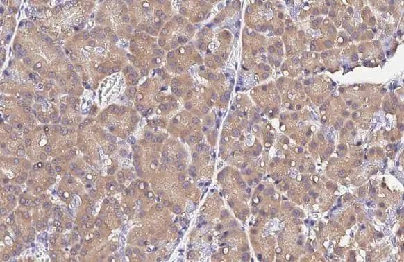 RPS26 antibody [HL3013] detects RPS26 protein by immunohistochemical analysis.Sample: Paraffin-embedded rat pancreas.RPS26 stained by RPS26 antibody [HL3013] (NBP3-48762) diluted at 1:100.Antigen Retrieval: Citrate buffer, pH 6.0, 15 min 