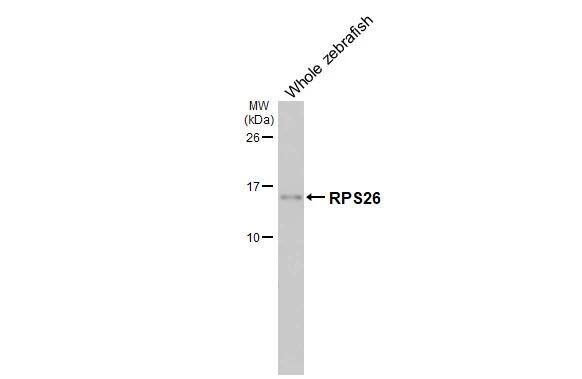 Whole zebrafish extract (30 ug) was separated by 15% SDS-PAGE, and the membrane was blotted with RPS26 antibody [HL3013] (NBP3-48762) diluted at 1:1000. The HRP-conjugated anti-rabbit IgG antibody was used to detect the primary antibody. 