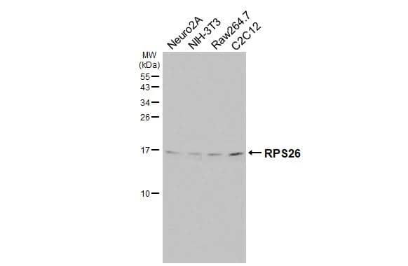 Various whole cell extracts (30 ug) were separated by 15% SDS-PAGE, and the membrane was blotted with RPS26 antibody [HL3013] (NBP3-48762) diluted at 1:1000. The HRP-conjugated anti-rabbit IgG antibody was used to detect the primary antibody. 
