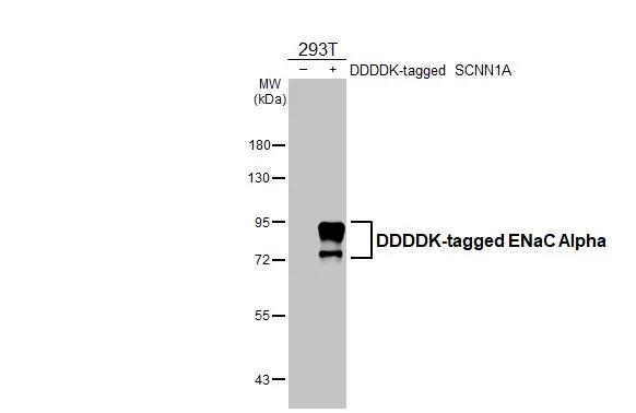 Non-transfected (-) and transfected (+) 293T whole cell extracts (30 ug) were separated by 7.5% SDS-PAGE, and the membrane was blotted with epithelial Sodium Channel alpha (NBP3-48763) diluted at 1:5000. The HRP-conjugated anti-rabbit IgG antibody was used to detect the primary antibody. 