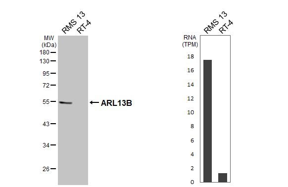 <b>Orthogonal Strategies Validation. </b>Various whole cell extracts (30 ug) were separated by 10% SDS-PAGE, and the membrane was blotted with ARL13B antibody [HL3092] (NBP3-48767) diluted at 1:1000. The HRP-conjugated anti-rabbit IgG antibody was used to detect the primary antibody. Corresponding RNA expression data for the same cell lines are based on Human Protein Atlas program. 