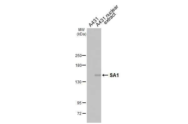 A431 whole cell and nuclear extracts (30 ug) were separated by 5% SDS-PAGE, and the membrane was blotted with SA1 antibody [HL3139] (NBP3-48769) diluted at 1:1000. The HRP-conjugated anti-rabbit IgG antibody was used to detect the primary antibody. 