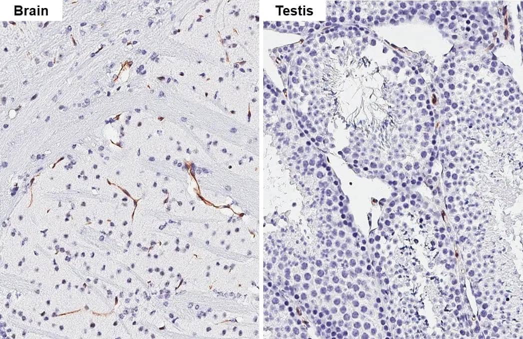 Claudin-5 antibody [HL3156] detects Claudin-5 protein by immunohistochemical analysis.Sample: Paraffin-embedded mouse tissues.Claudin-5 stained by Claudin-5 antibody [HL3156] (NBP3-48773) diluted at 1:2000.Antigen Retrieval: Tris-EDTA buffer, pH 9.0, 15 min 