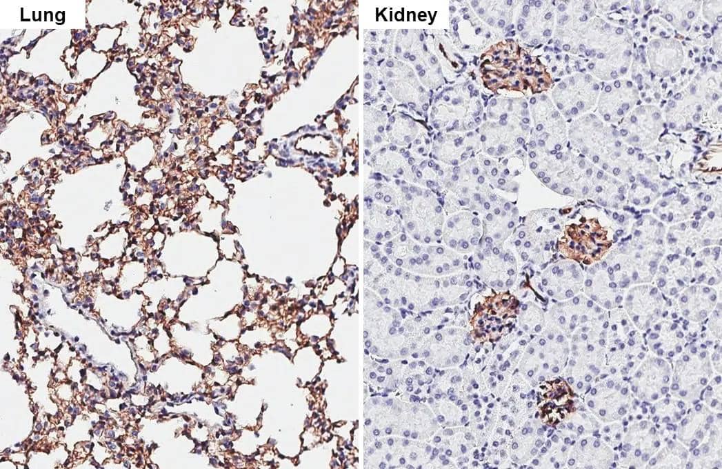 <b>Orthogonal Strategies Validation. </b>Claudin-5 antibody [HL3156] detects Claudin-5 protein by immunohistochemical analysis.Sample: Paraffin-embedded mouse tissues.Claudin-5 stained by Claudin-5 antibody [HL3156] (NBP3-48773) diluted at 1:2000.Antigen Retrieval: Tris-EDTA buffer, pH 9.0, 15 min 