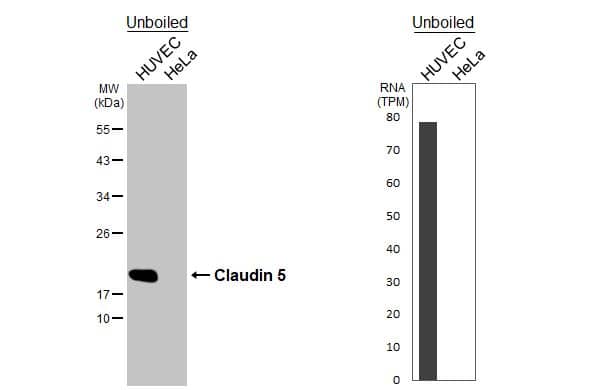 <b>Orthogonal Strategies Validation. </b>Unboiled various whole cell extracts (30 ug) were separated by 12% SDS-PAGE, and the membrane was blotted with Claudin-5 antibody [HL3156] (NBP3-48773) diluted at 1:1000. The HRP-conjugated anti-rabbit IgG antibody was used to detect the primary antibody. Corresponding RNA expression data for the same cell lines are based on Human Protein Atlas program. 