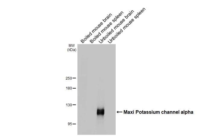 Western Blot Maxi Potassium channel alpha Antibody (HL3164)