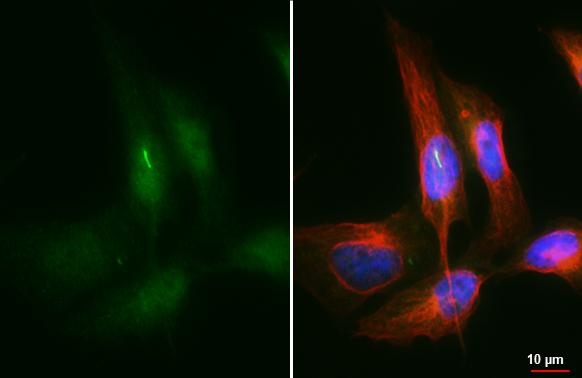 ARL13B antibody [HL3179] detects ARL13B protein by immunofluorescent analysis.Sample: RMS 13 cells were fixed in 4% paraformaldehyde at RT for 15 min.Green: ARL13B stained by ARL13B antibody [HL3179] (NBP3-48777) diluted at 1:500.Red: alpha Tubulin, a cytoskeleton marker, stained by alpha Tubulin antibody [GT114] diluted at 1:1000.Blue: Fluoroshield with DAPI . 