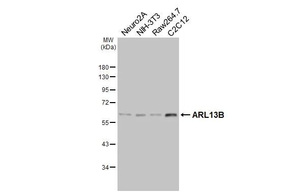 <b>Orthogonal Strategies Validation. </b>Various whole cell extracts (30 ug) were separated by 10% SDS-PAGE, and the membrane was blotted with ARL13B antibody [HL3179] (NBP3-48777) diluted at 1:1000. The HRP-conjugated anti-rabbit IgG antibody was used to detect the primary antibody. 