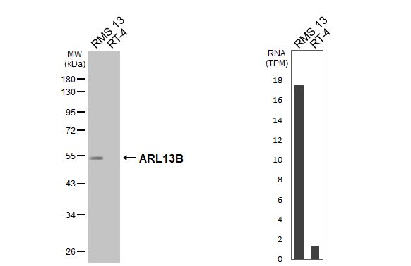 Various whole cell extracts (30 ug) were separated by 10% SDS-PAGE, and the membrane was blotted with ARL13B antibody [HL3179] (NBP3-48777) diluted at 1:1000. The HRP-conjugated anti-rabbit IgG antibody was used to detect the primary antibody. Corresponding RNA expression data for the same cell lines are based on Human Protein Atlas program. 