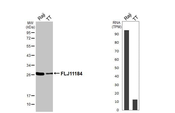 Various whole cell extracts (30 ug) were separated by 12% SDS-PAGE, and the membrane was blotted with FLJ11184 antibody [HL3197] (NBP3-48779) diluted at 1:1000. The HRP-conjugated anti-rabbit IgG antibody was used to detect the primary antibody. Corresponding RNA expression data for the same cell lines are based on Human Protein Atlas program. 