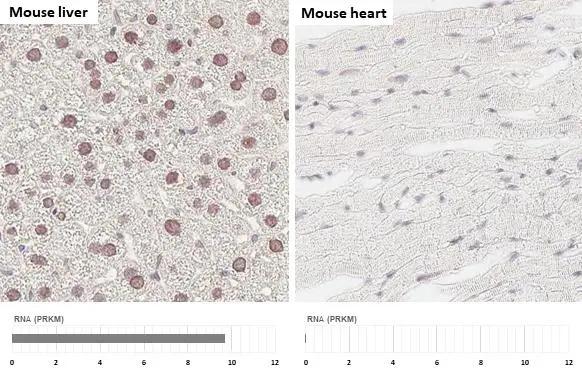 <b>Orthogonal Strategies Validation. </b>HNF1 antibody [HL3229] detects HNF1 protein by immunohistochemical analysis.Sample: Paraffin-embedded mouse tissues.HNF1 stained by HNF1 antibody [HL3229] (NBP3-48780) diluted at 1:100.Antigen Retrieval: Tris-EDTA-Citrate acid buffer, pH 7.8, 15 minCorresponding RNA expression data for the same tissues are based on NCBI. 