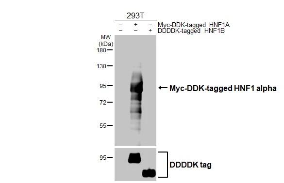 Non-transfected (-) and transfected (+) 293T whole cell extracts (30 ug) were separated by 7.5% SDS-PAGE, and the membrane was blotted with HNF1 antibody [HL3229] (NBP3-48780) diluted at 1:5000. The HRP-conjugated anti-rabbit IgG antibody was used to detect the primary antibody. 