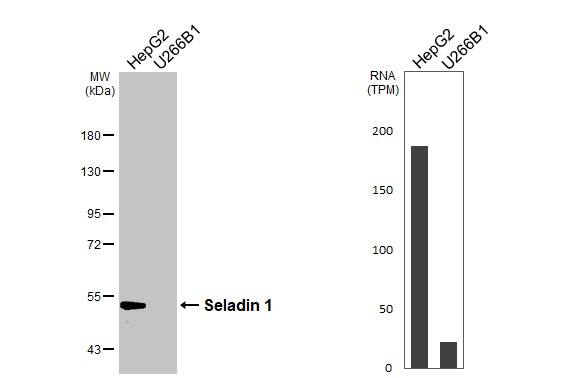 Western Blot Seladin 1 Antibody (HL3253)