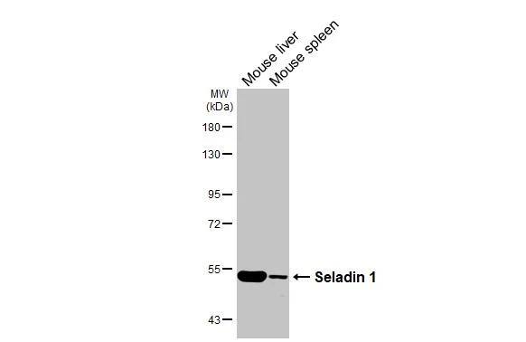 Western Blot Seladin 1 Antibody (HL3253)