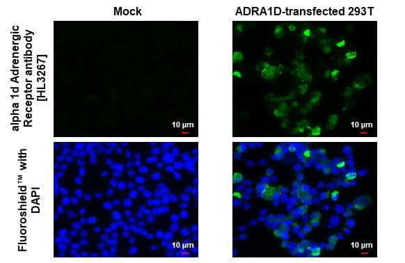Immunocytochemistry/ Immunofluorescence alpha-1D Adrenergic R/ADRA1D Antibody (HL3267)
