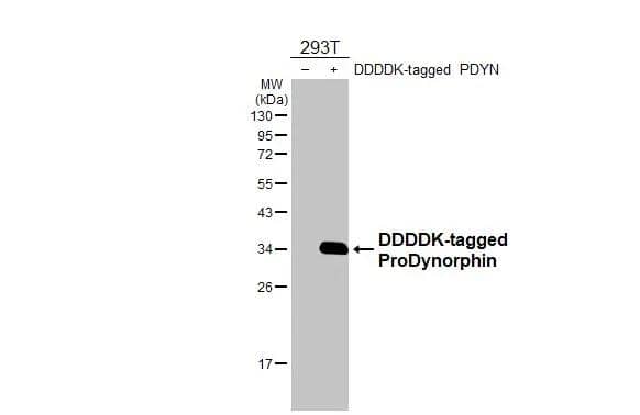 Non-transfected (-) and transfected (+) 293T whole cell extracts (30 ug) were separated by 12% SDS-PAGE, and the membrane was blotted with Prodynorphin/PDYN antibody [HL3295] (NBP3-48788) diluted at 1:5000. The HRP-conjugated anti-rabbit IgG antibody was used to detect the primary antibody. 