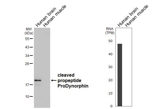 <b>Orthogonal Strategies Validation. </b>Various tissue extracts (20 ug) were separated by 12% SDS-PAGE, and the membrane was blotted with Prodynorphin/PDYN antibody [HL3295] (NBP3-48788) diluted at 1:500. The HRP-conjugated anti-rabbit IgG antibody was used to detect the primary antibody. Corresponding RNA expression data for the same tissue are based on Human Protein Atlas program. 