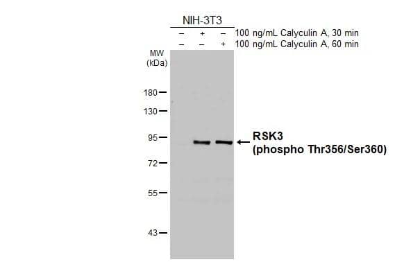 Western Blot RSK3 [p Ser360, p Thr356] Antibody (HL3299)