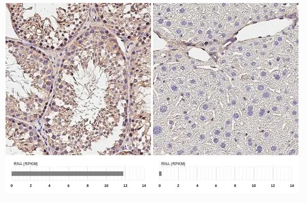 Paraffin-embedded mouse testis (left) and mouse liver (right).P2X3 stained by P2X3 antibody [HL3347] (diluted at 1:200.Antigen Retrieval: Citrate buffer, pH 6.0, 15 min