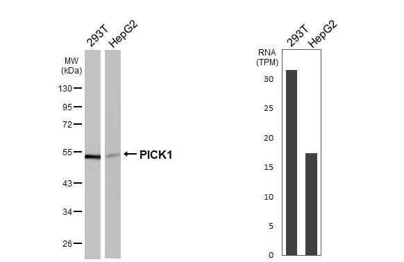 Various whole cell extracts (30 ug) were separated by 10% SDS-PAGE, and the membrane was blotted with PICK1 antibody [GT32] (NBP3-48795) diluted at 1:1000. The HRP-conjugated anti-mouse IgG antibody was used to detect the primary antibody. Corresponding RNA expression data for the same cell lines are based on Human Protein Atlas program. 