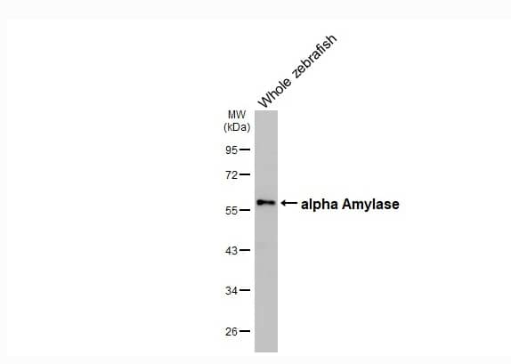 Western Blot Alpha Amylase Antibody (HL1681)
