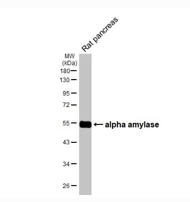 Western Blot Alpha Amylase Antibody (HL1681)