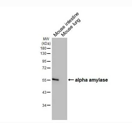 Western Blot Alpha Amylase Antibody (HL1681)