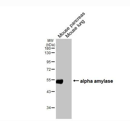 Western Blot Alpha Amylase Antibody (HL1681)