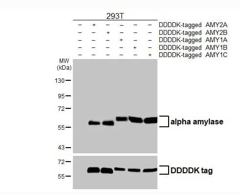 Western Blot Alpha Amylase Antibody (HL1681)
