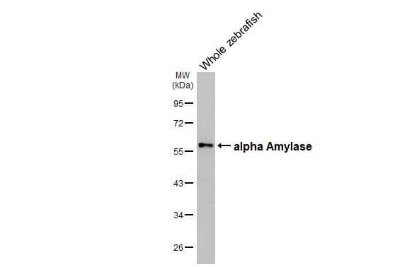Western Blot Alpha Amylase Antibody (HL1681)