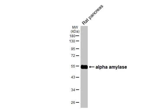 Western Blot Alpha Amylase Antibody (HL1681)