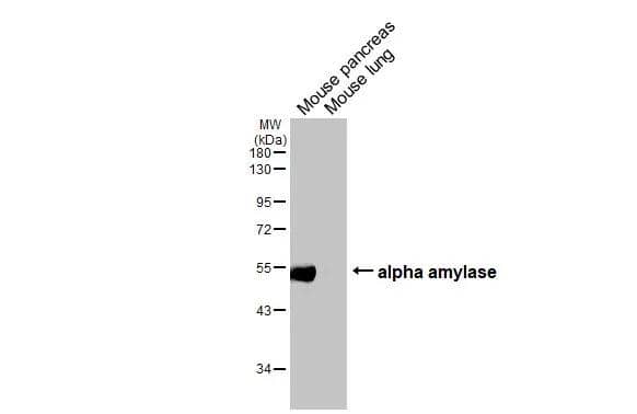 Western Blot Alpha Amylase Antibody (HL1681)