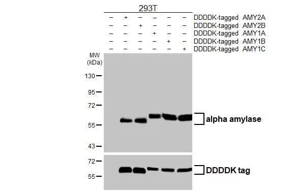 Western Blot Alpha Amylase Antibody (HL1681)